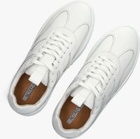 NOTRE-V ANEMONE-63 NOTRE-V ANEMONE-63 - medium