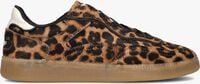 THE HOFF BRAND ALLEY LEOPARD - medium